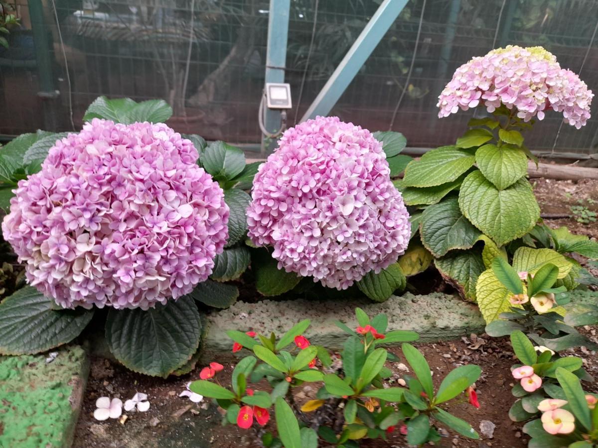 Tenerife Homestay San Miguel de Abona Zewnętrze zdjęcie