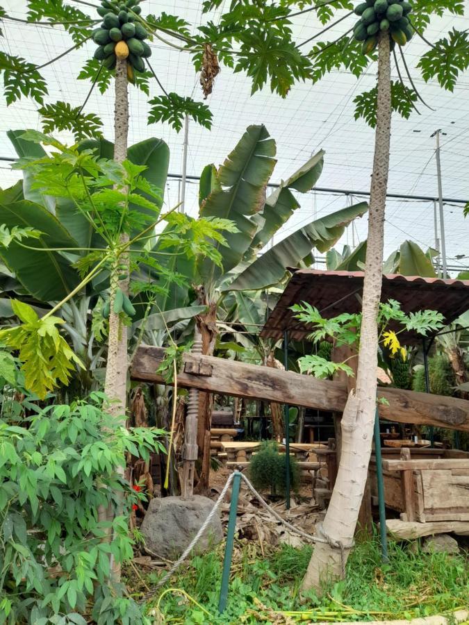 Tenerife Homestay San Miguel de Abona Zewnętrze zdjęcie